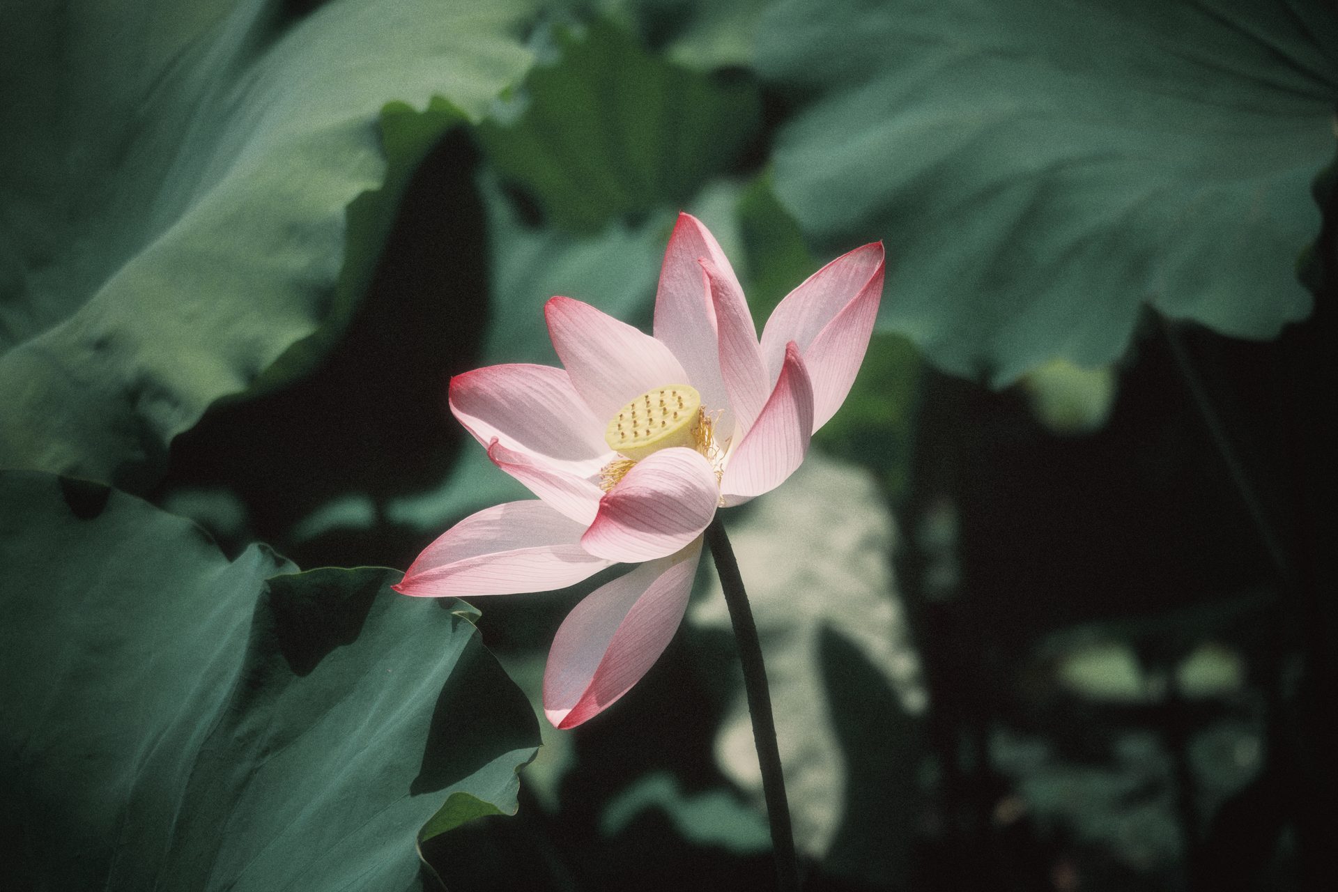 杭州 64