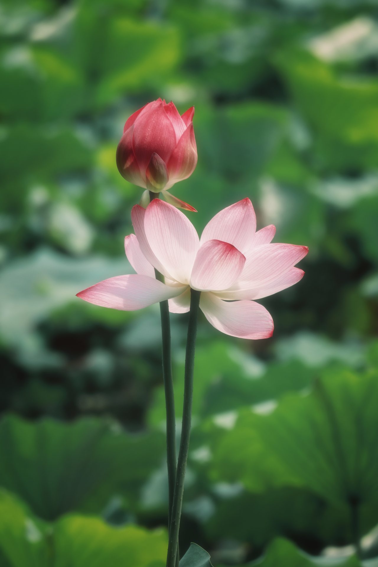 杭州 65