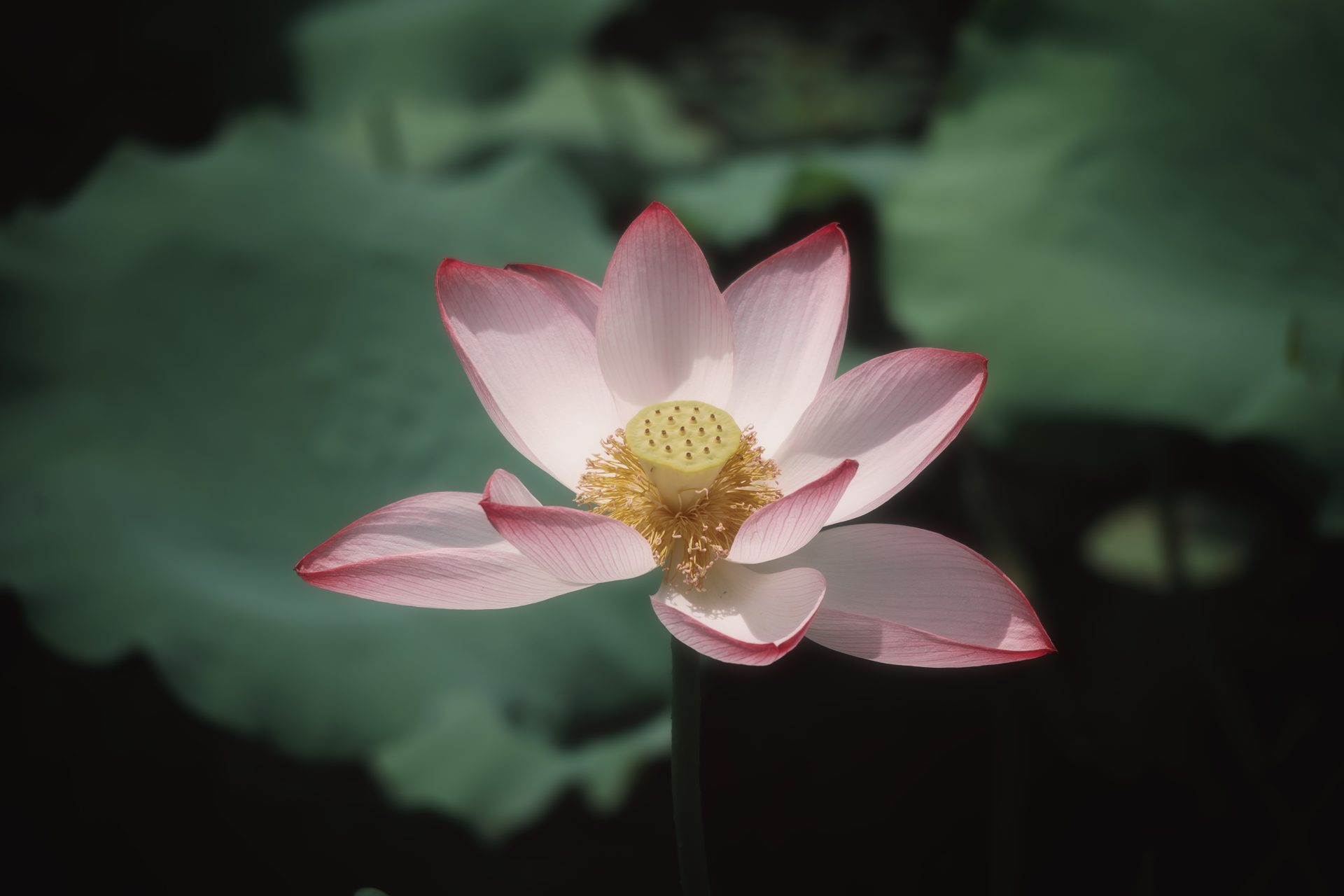 杭州 68