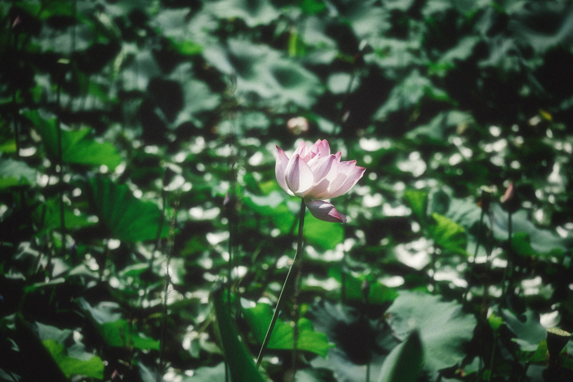 杭州 85