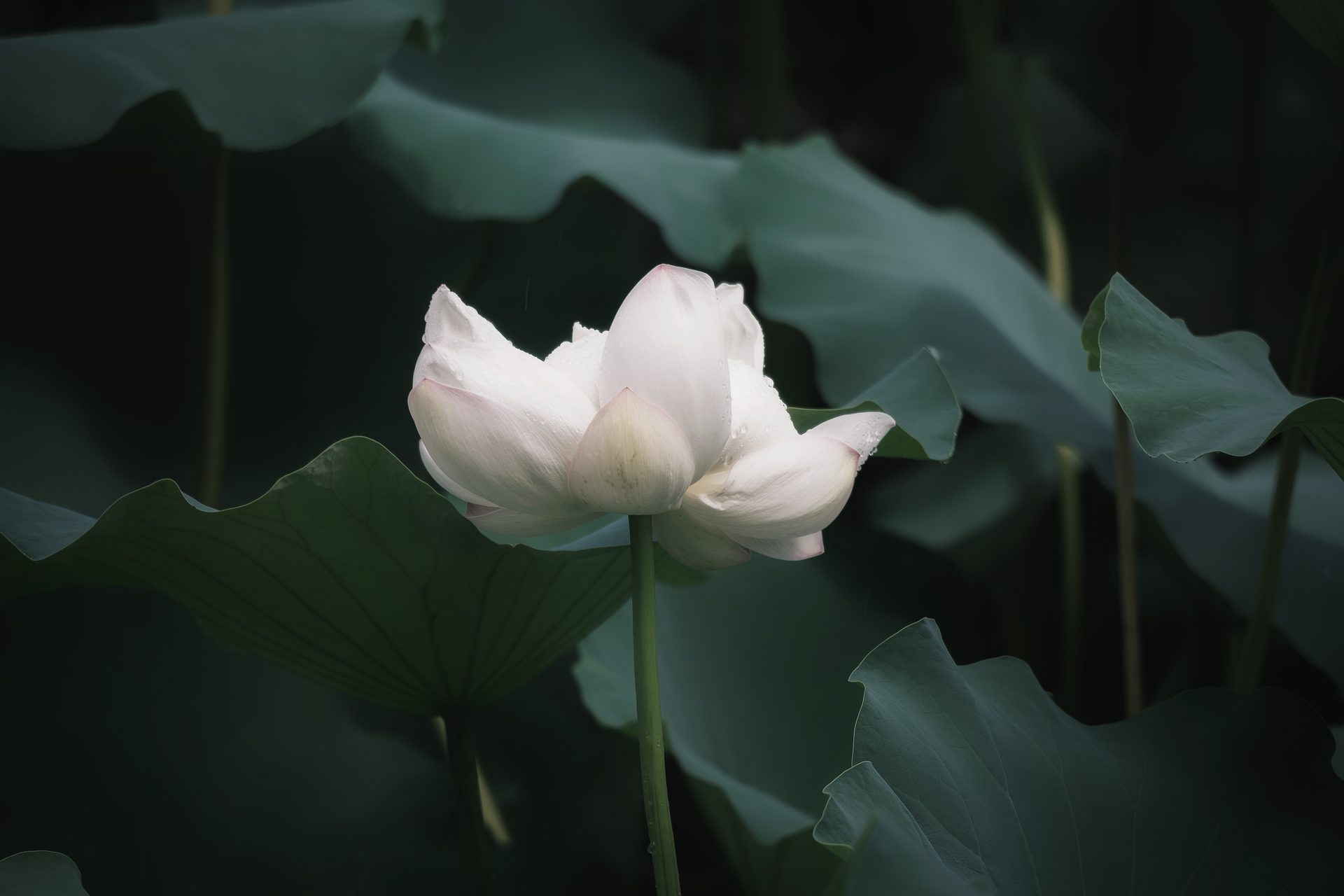 绍兴 96