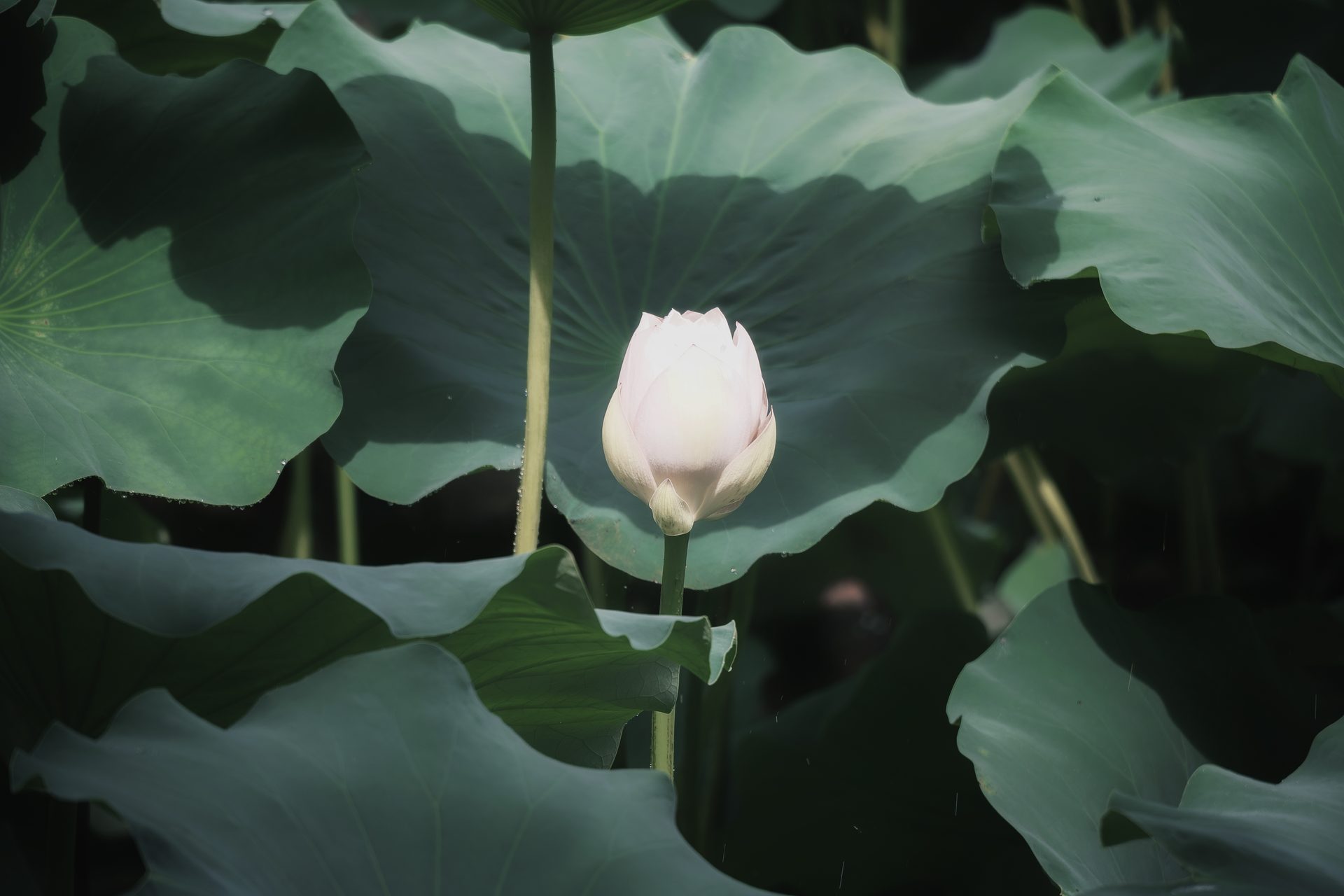 绍兴 97