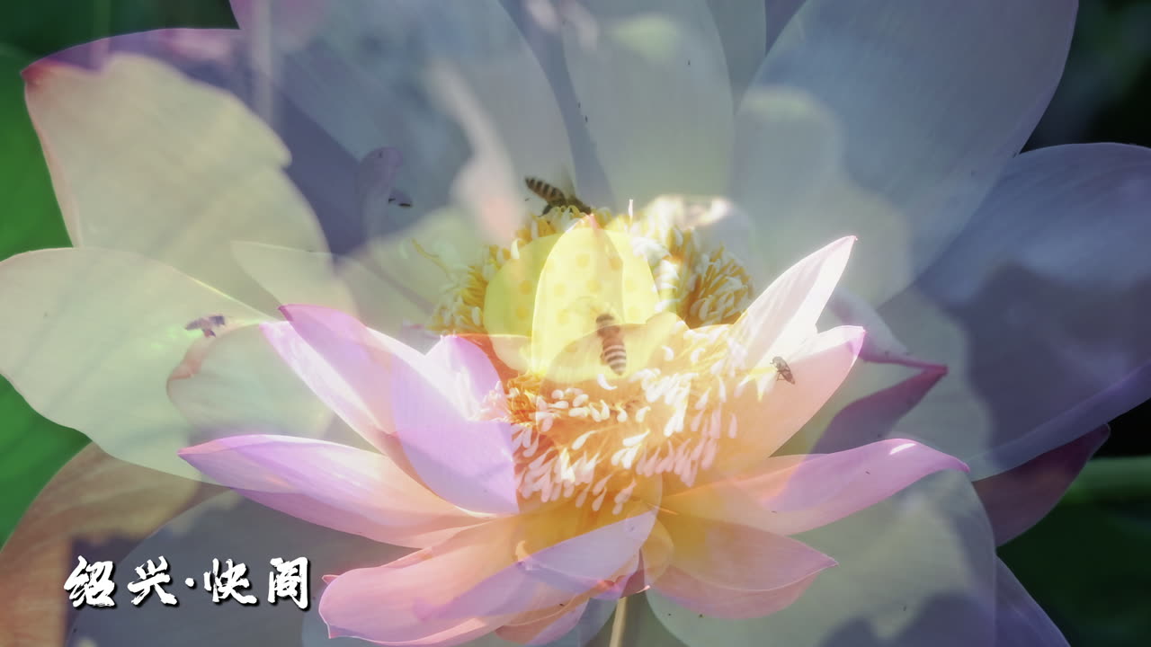 快阁荷花