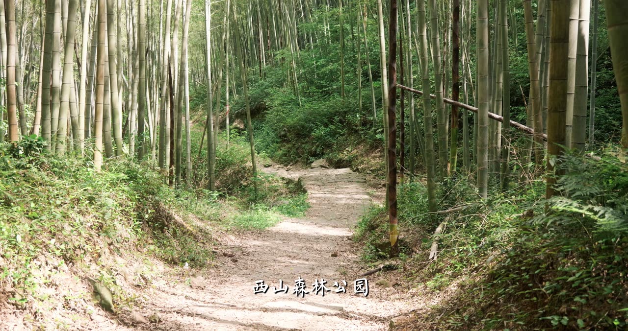 站在苦楝树下与春天道别